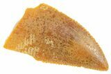 Serrated Raptor Tooth - Real Dinosaur Tooth #364706-1